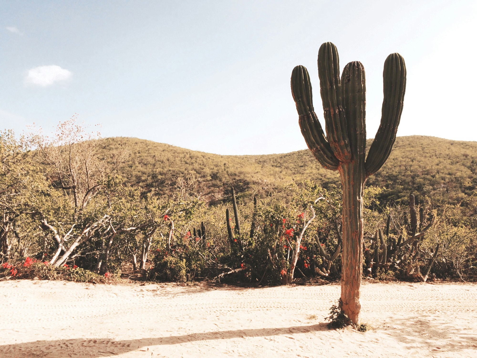 A tall cactus in Baja, Mexico